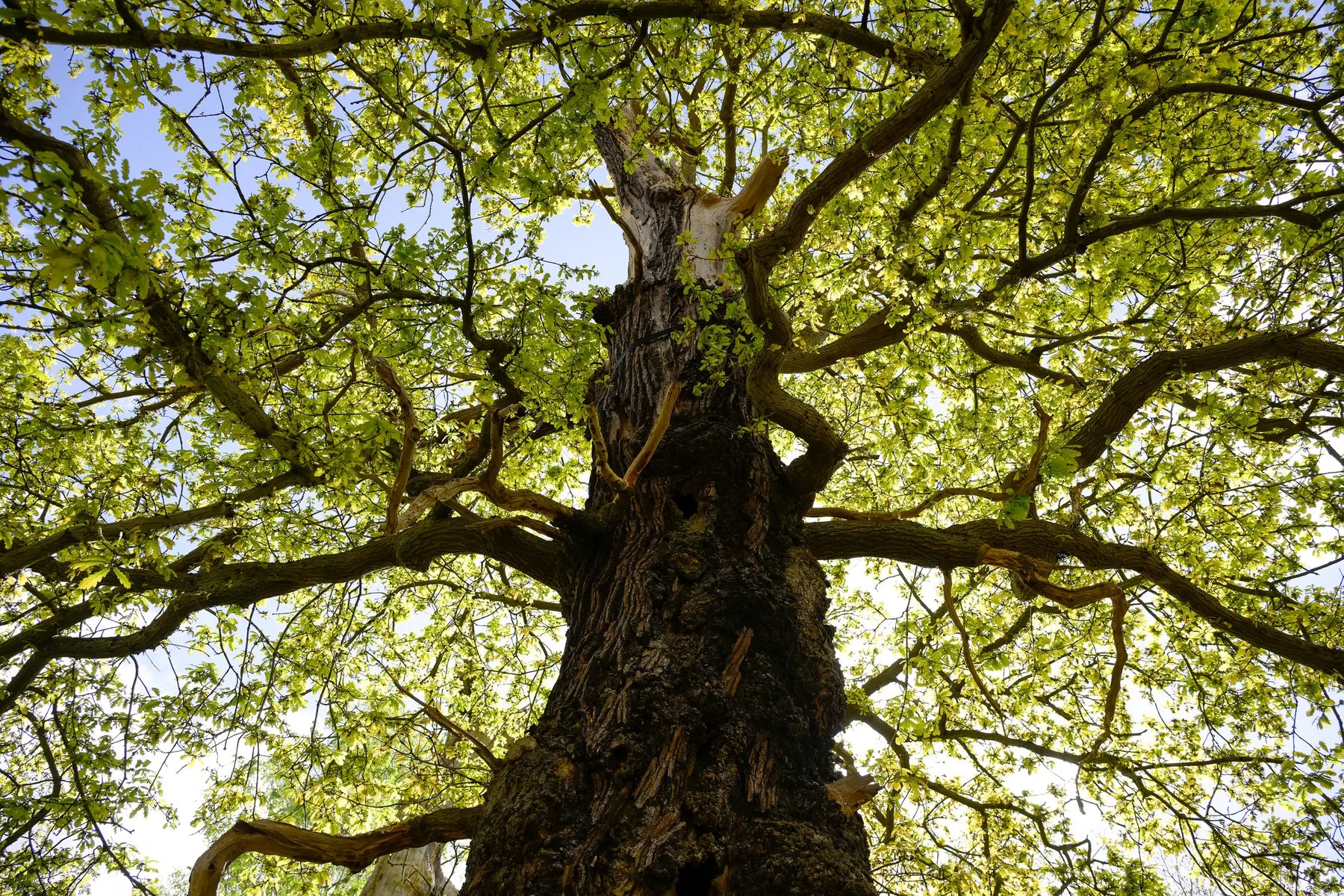 Hardwood vs Softwood: What’s the Difference and Which Should You Choose?