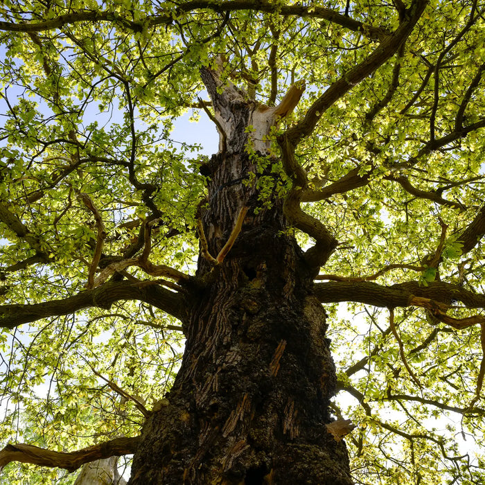 Hardwood vs Softwood: What’s the Difference and Which Should You Choose?